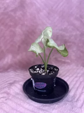 Syngonium Milk confetti