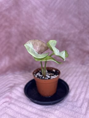 Syngonium Milk confetti