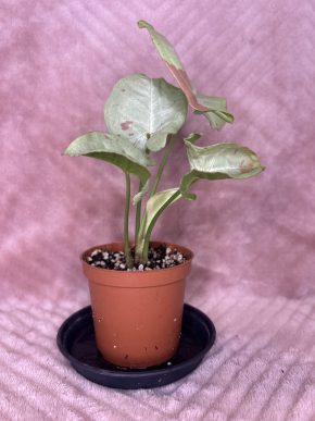 Syngonium Milk confetti