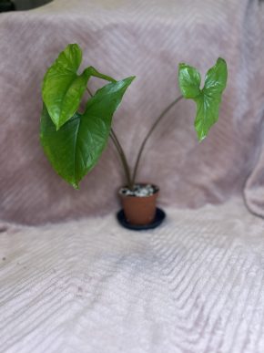 Syngonium podophyllum