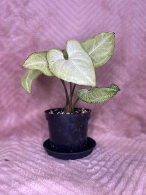 Syngonium White butterfly