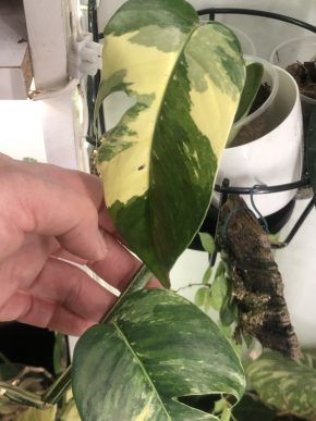 Epipremnum Pinatum variegata - vrcholový řizek .