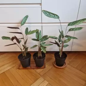 Calathea