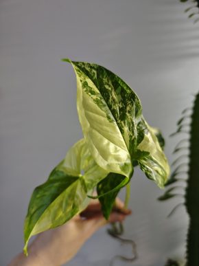 Syngonium Albo
