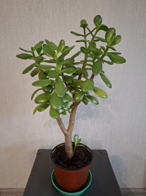 Crassula