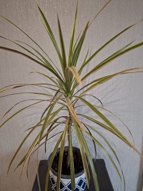 Dracena 1