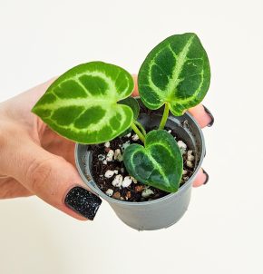 Anthurium silver blush