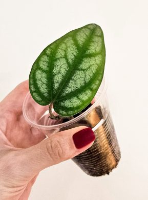 Piper ornatum raritka