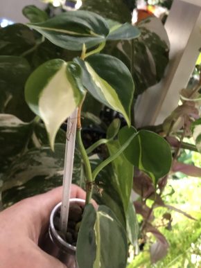 Philodendron Cream Splash - rostlina