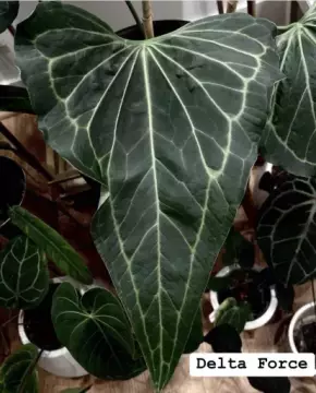 Anthurium delta force raritka