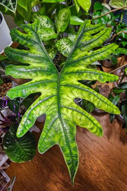 Alocasia sumatra