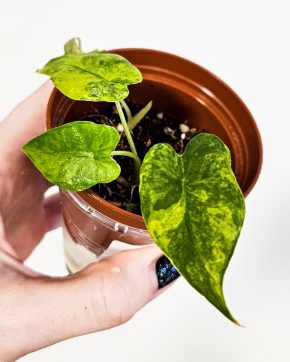 Alocasia gageana Variegata