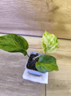 Epipremnum snow white queen