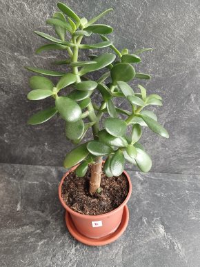 Crassula Ovata - Tlustice – symbol štěstí a prosperity.