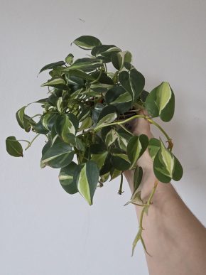 Philodendron Cream splash