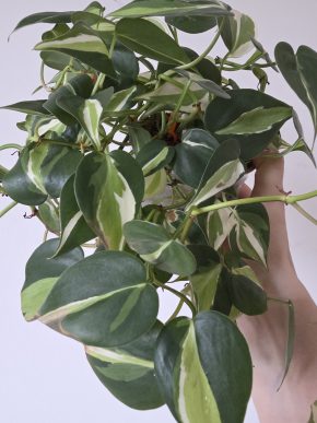 Philodendron Cream splash