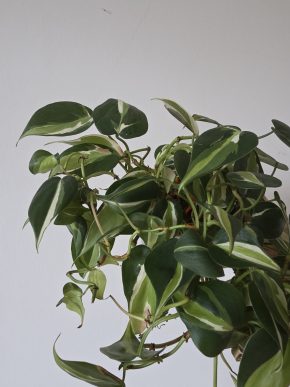 Philodendron Cream splash