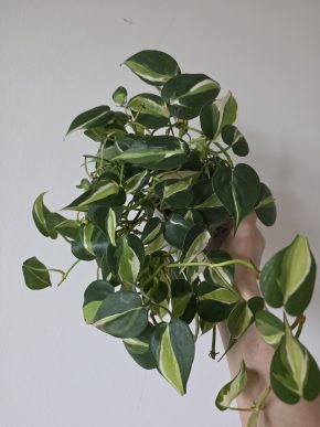 Philodendron Cream splash