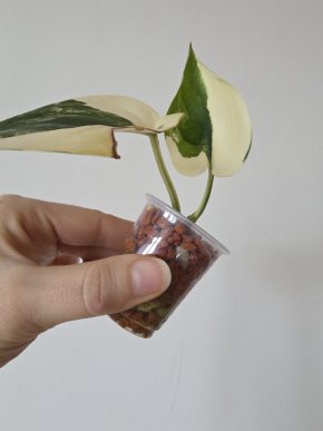 Scindapsus Jade Satin albo variegated