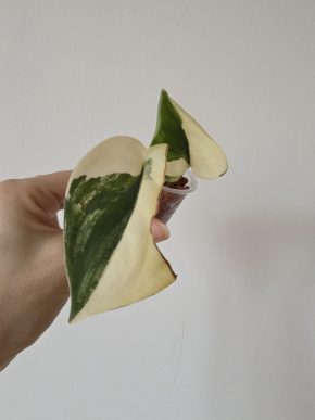 Scindapsus Jade Satin albo variegated