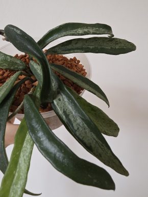 Hoya Minibelle silver splash - řízek