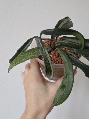 Hoya Minibelle silver splash - řízek