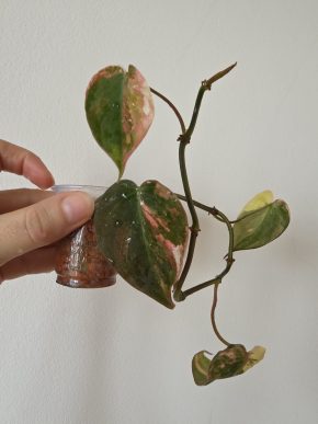 Philodendron micans variegated