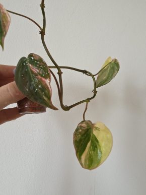 Philodendron micans variegated