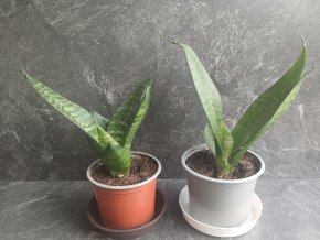 Tchynin jazyk – stylová a očistná rostlina s harmonizační silou