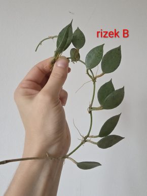 Hoya lacunosa 'Mint'