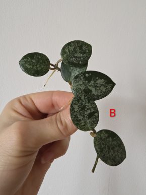 Hoya Mathilde silver splash