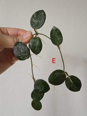 Hoya Mathilde silver splash