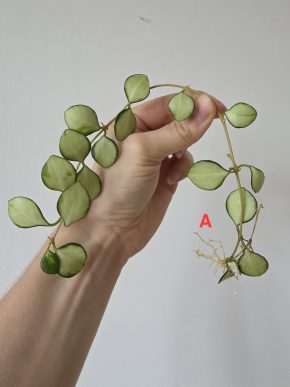 Hoya heuschkeliana variegata