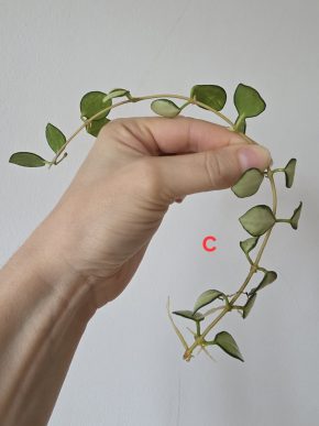 Hoya heuschkeliana variegata