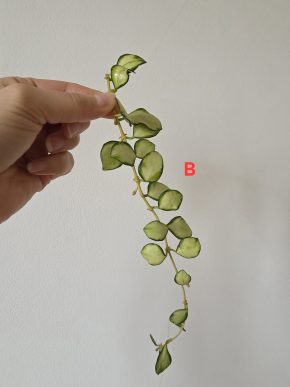 Hoya heuschkeliana variegata