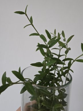 Hoya engleriana - řízek