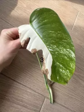 Monstera Albo variegata