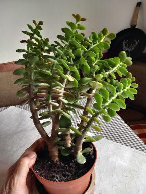 Crassula ovata – tlustice