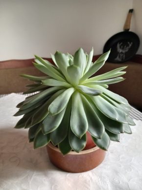 Echeveria - dužnatka