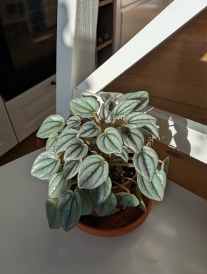 Peperomia Napoli Nights