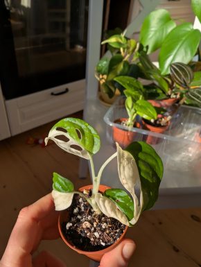 Monstera adansonii variegata halfmoon