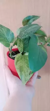 Epipremnum