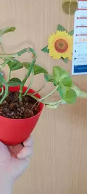 Epipremnum