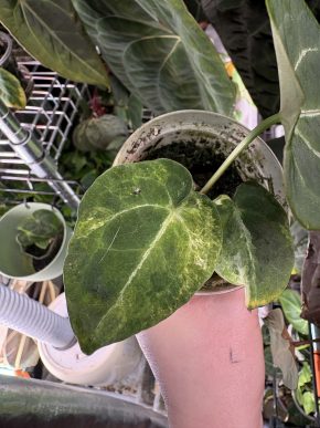 Anthurium Forgetii variegated REVERT