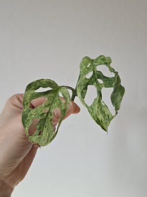 Monstera Frozen Freckles - řízek