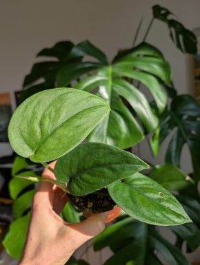 Scindapsus jade satin (dark form)