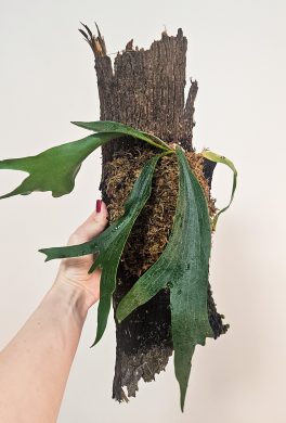 Platycerium bifurcatum