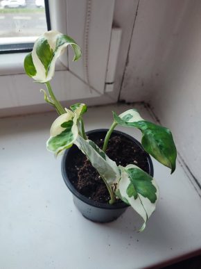 Šplhavnice / epipremnum / pothos N'joy #2