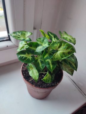 Větší Syngonium pixie #2