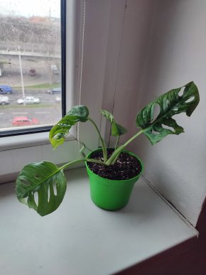 Monstera Adansonii monkey leaf #3